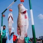 Biggest Catch at Nwonyo Fishing Festival Smiles Home with N10 million