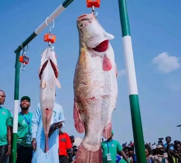 Biggest Catch at Nwonyo Fishing Festival Smiles Home&hellip;